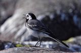 pliszka siwa, Motacilla alba