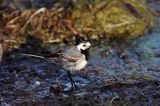 pliszka siwa, Motacilla alba