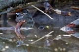 Pliszka siwa, Motacilla alba