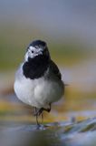 Pliszka siwa, Motacilla alba