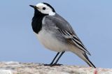 Pliszka siwa, Motacilla alba