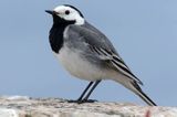 Pliszka siwa, Motacilla alba