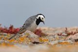 Pliszka siwa, Motacilla alba