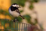 Pliszka siwa, Motacilla alba