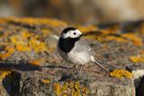 Pliszka siwa, Motacilla alba