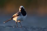 pliszka siwa Motacilla alba