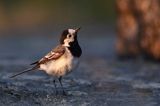 pliszka siwa Motacilla alba