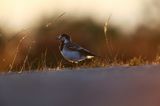 pliszka siwa Motacilla alba