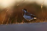 pliszka siwa Motacilla alba