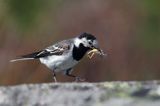 pliszka siwa Motacilla alba