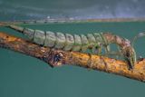 Pływak żółtobrzeżek dytiscus marginalis) - larwa pożerająca pluskolca