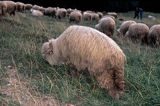 owce Podhale
