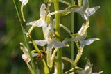 Podkolan biały, Platanthera bifolia