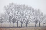 Wierzby w porannej mgle nad Narwią koło wsi Zajki, Podlasie