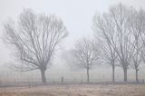 Wierzby w porannej mgle nad Narwią koło wsi Zajki, Podlasie