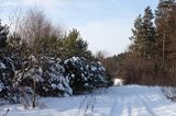 zimowa droga koło wsi Obarzym, Pogórze Dynowskie