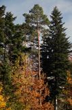 jesienny las koło Niewistki, Pogórze Dynowskie