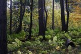 jesienny las, Pogórze Przemyskie