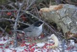 Pokrzewka aksamitna, Sylvia melanocephala, Curruca melanocephala, samiec