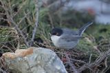 Pokrzewka aksamitna, Sylvia melanocephala, Curruca melanocephala,  samiec