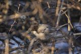 Pokrzewka aksamitna, Sylvia melanocephala, Curruca melanocephala, samiec