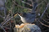 Pokrzewka aksamitna, Sylvia melanocephala, Curruca melanocephala, samiec