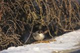 Pokrzewka aksamitna, Sylvia melanocephala, Curruca melanocephala, samiec