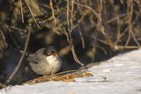 Pokrzewka aksamitna, Sylvia melanocephala, Curruca melanocephala, samiec