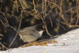 Pokrzewka aksamitna, Sylvia melanocephala, Curruca melanocephala,  samiec