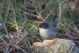 Pokrzewka aksamitna, Sylvia melanocephala, Curruca melanocephala, samiec