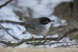 Pokrzewka aksamitna, Sylvia melanocephala, Curruca melanocephala, samiec