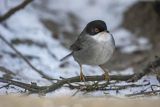 Pokrzewka aksamitna, Sylvia melanocephala, Curruca melanocephala, samiec