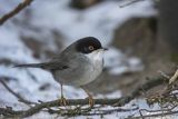 Pokrzewka aksamitna, Sylvia melanocephala, Curruca melanocephala, samiec