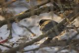 Pokrzewka aksamitna, Sylvia melanocephala,  Curruca melanocephala, samiec