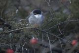 Pokrzewka aksamitna, Sylvia melanocephala, Curruca melanocephala, samiec