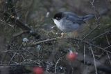 Pokrzewka aksamitna, Sylvia melanocephala, Curruca melanocephala, samiec