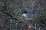 Pokrzewka aksamitna, Sylvia melanocephala, Curruca melanocephala, samiec