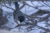 Pokrzewka aksamitna, Sylvia melanocephala, Curruca melanocephala, samiec