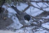 Pokrzewka aksamitna, Sylvia melanocephala, Curruca melanocephala, samiec