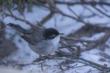 Pokrzewka aksamitna, Sylvia melanocephala, Curruca melanocephala, samiec