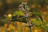 pokrzywa zwyczajna, Urtica dioica