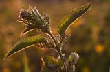 pokrzywa zwyczajna, Urtica dioica