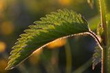 pokrzywa zwyczajna, Urtica dioica