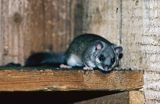 Popielica, Glis glis