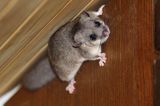 Popielica Glis glis