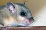 Popielica, Glis glis