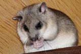 popielica Glis glis