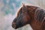 hucuł Otryt portret, Bieszczady