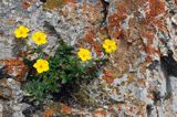 posłonek wielkokwiatowy Helianthemum grandiflorum