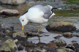 Mewa siwa, mewa pospolita, Larus canus